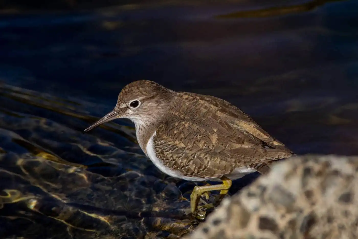 野鳥・イソシギの高解像写真画像