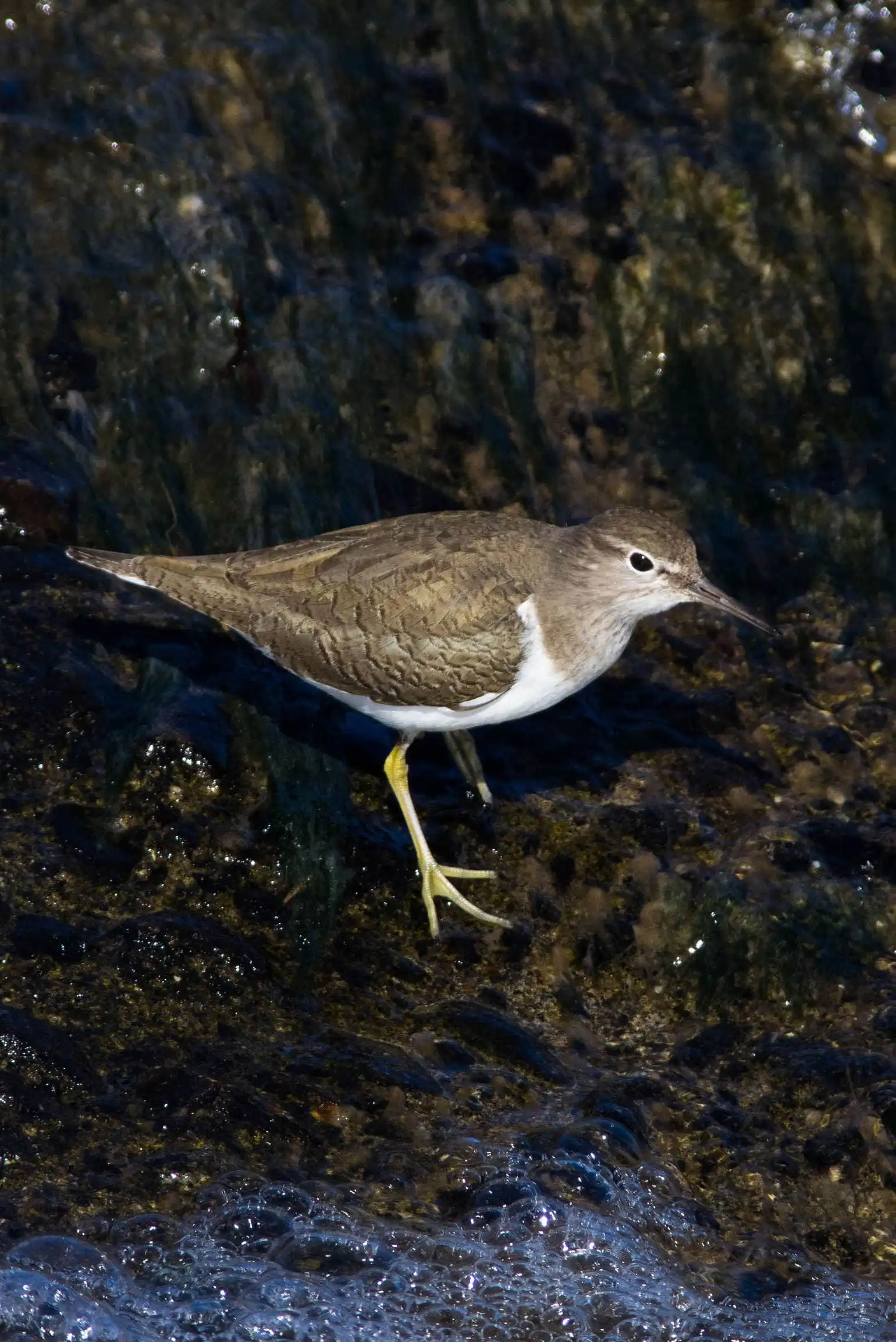 野鳥・輝く水の流れが背景のイソシギの写真画像