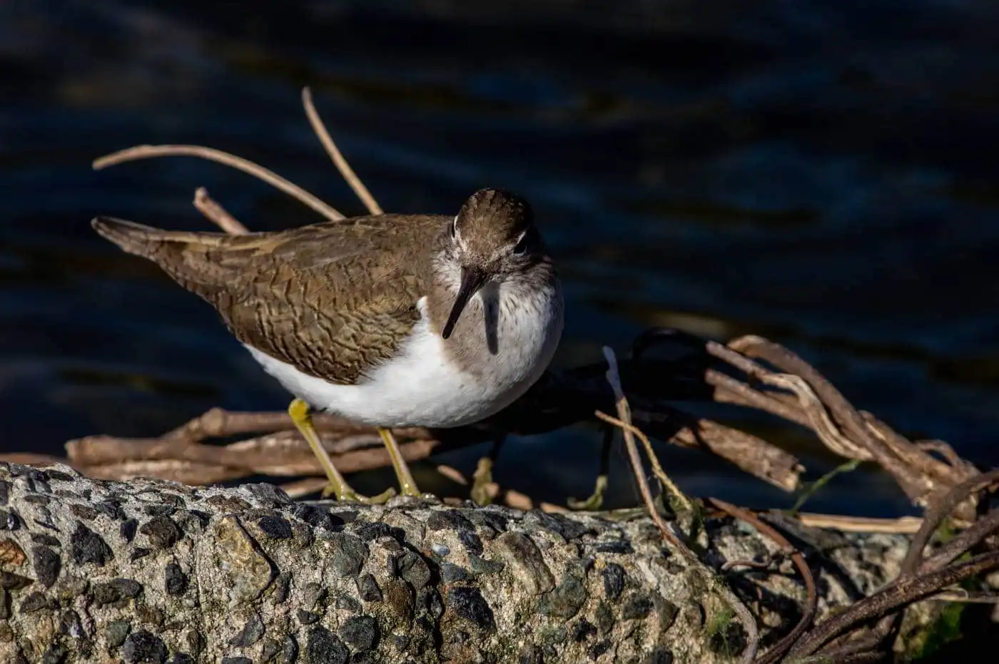 野鳥・イソシギの高解像写真画像