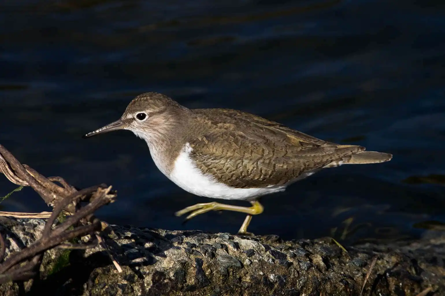 野鳥・イソシギの高解像写真画像