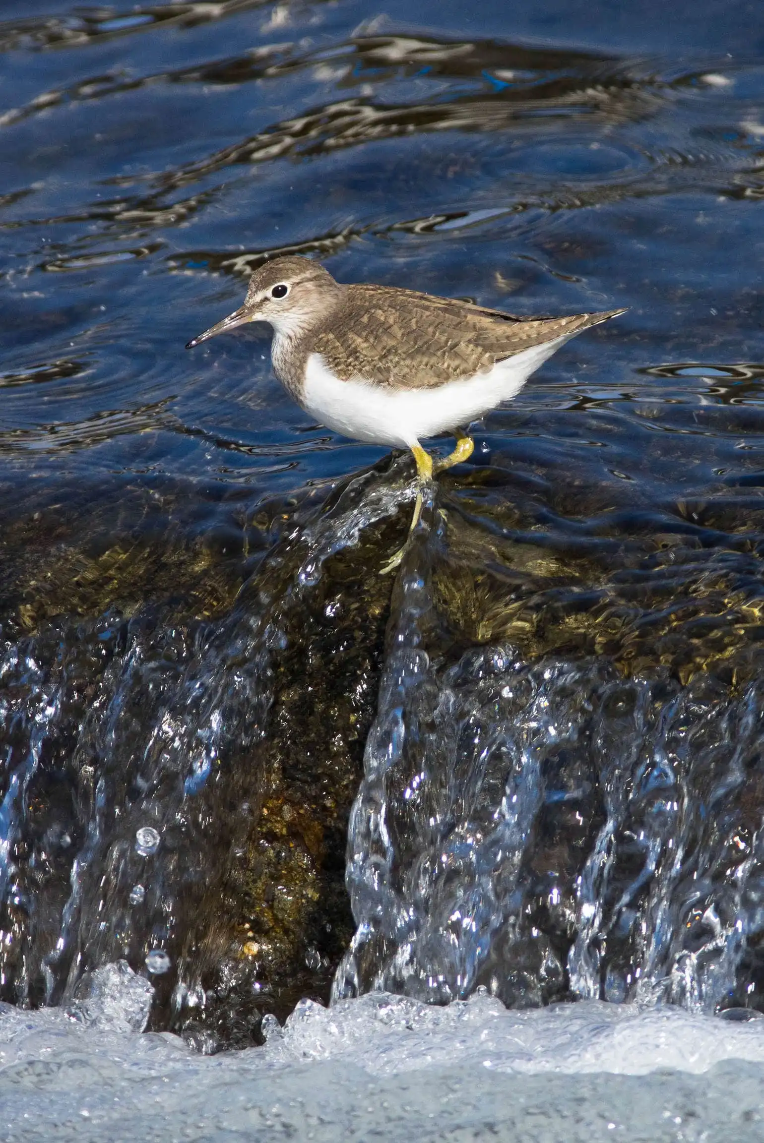 野鳥・イソシギの高解像写真画像
