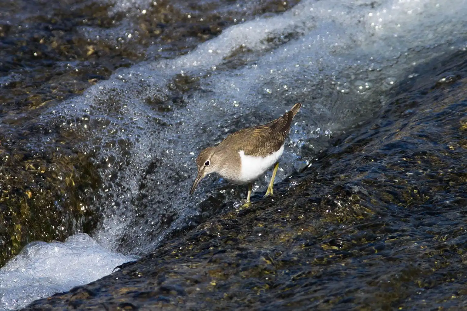 野鳥・輝く水の流れが背景のイソシギの写真画像