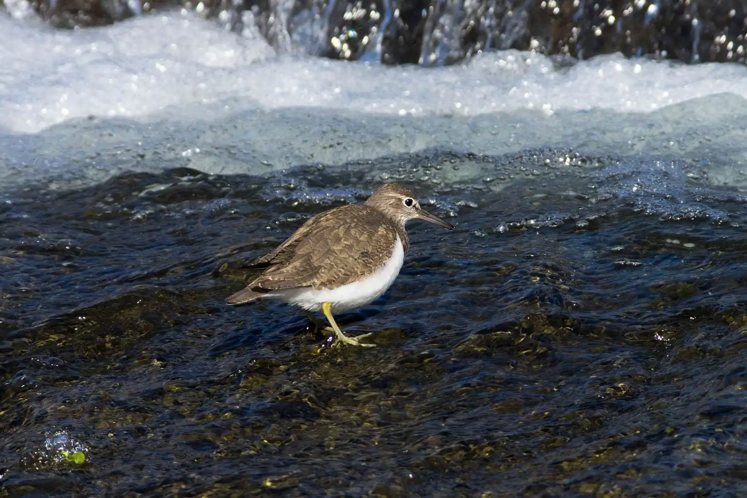 野鳥・イソシギの高解像写真画像