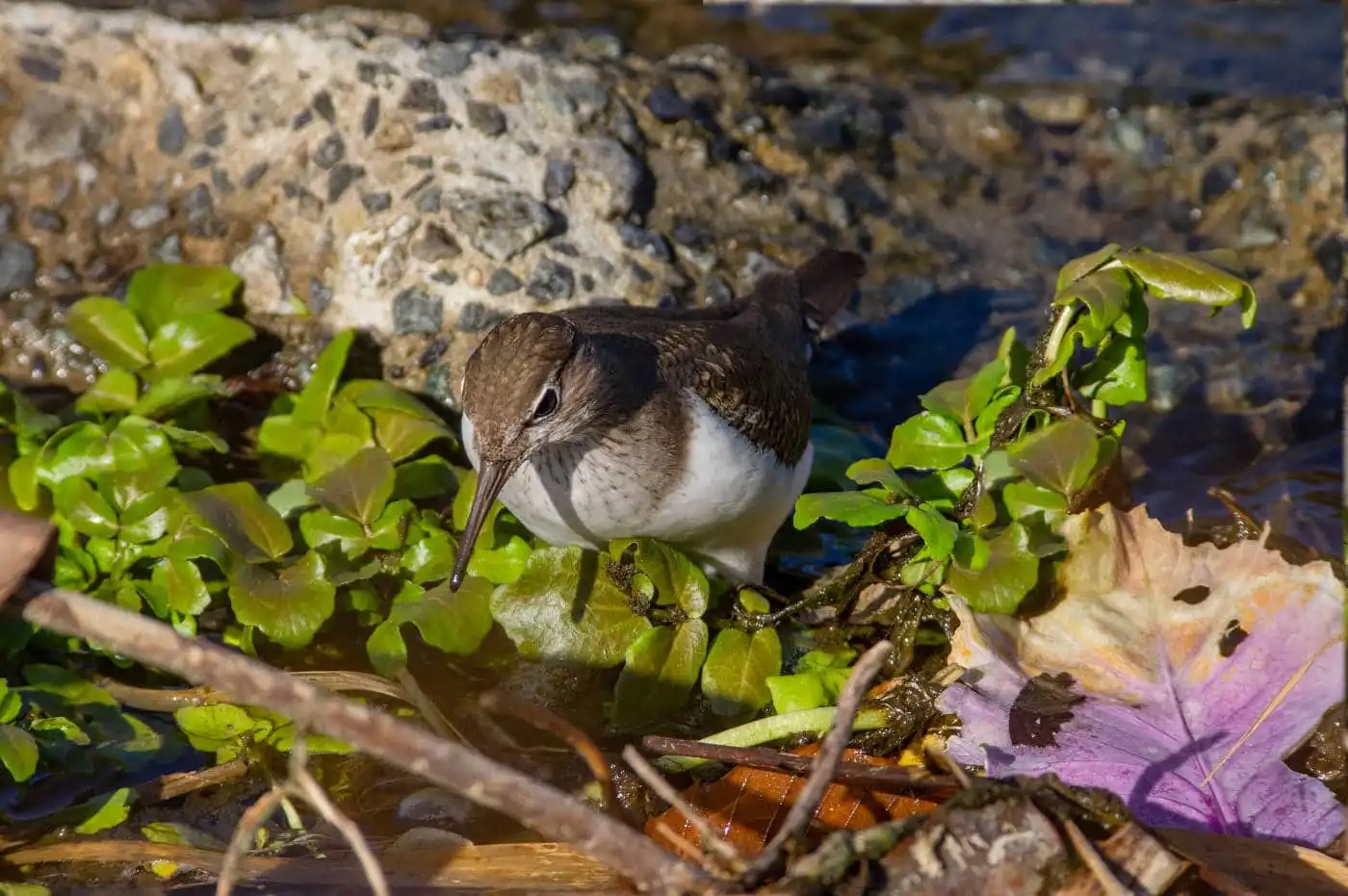 野鳥・イソシギの高解像写真画像
