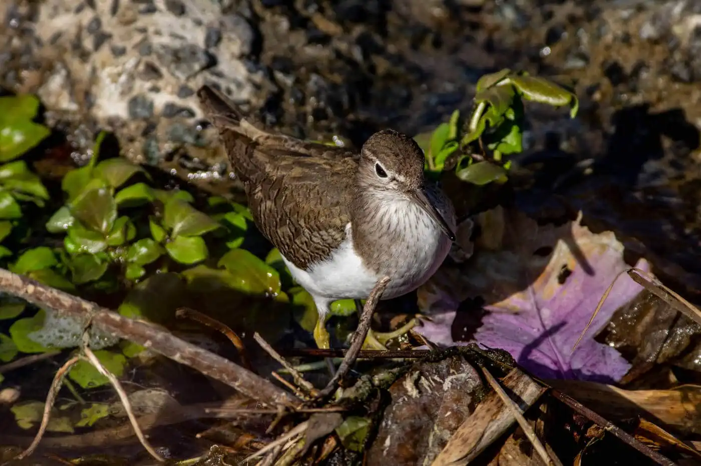 野鳥・イソシギの高解像写真画像