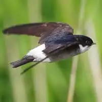 野鳥写真・イワツバメ