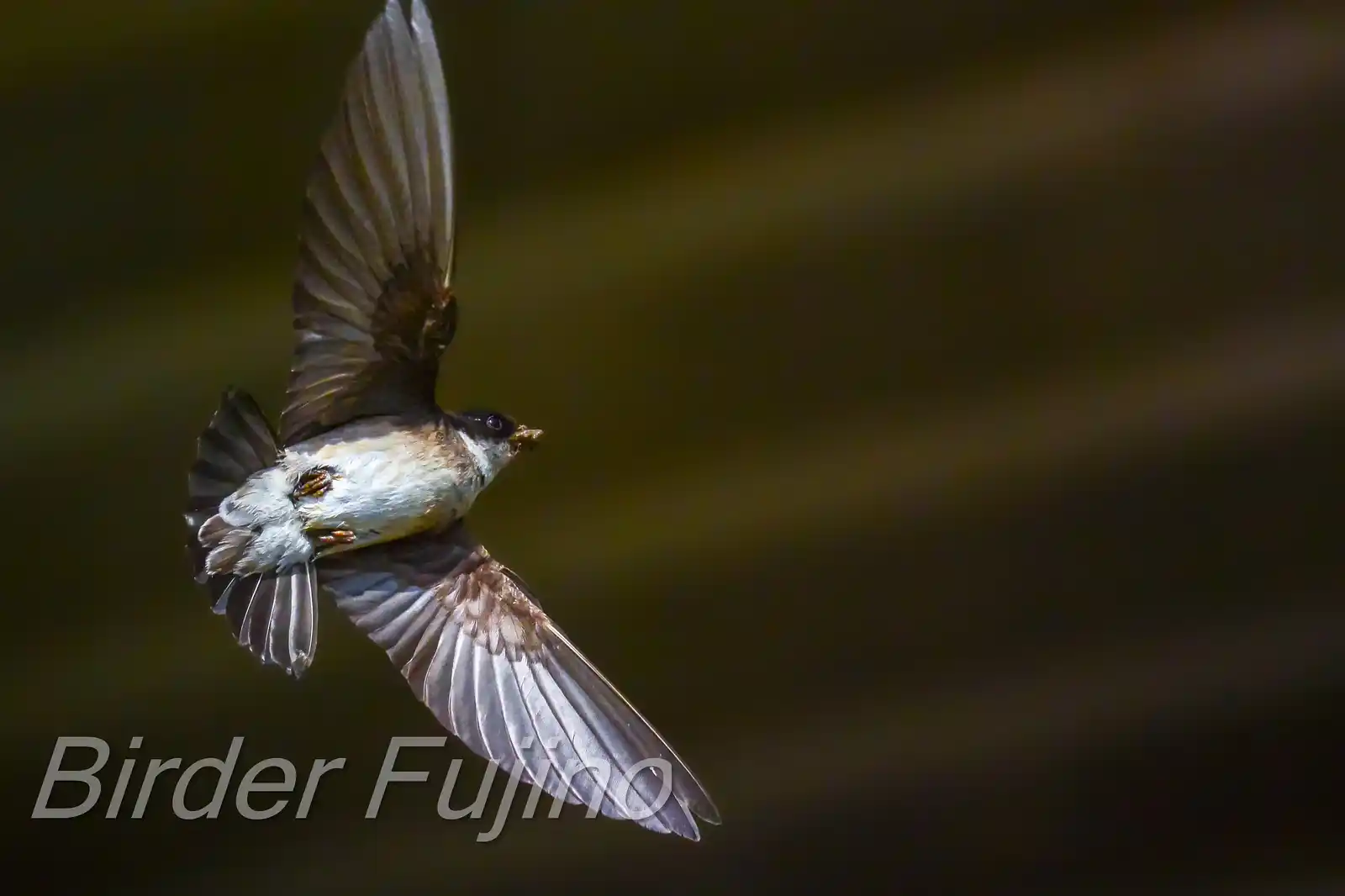 1540×2488ピクセル等倍画像。野鳥・イワツバメの写真画像