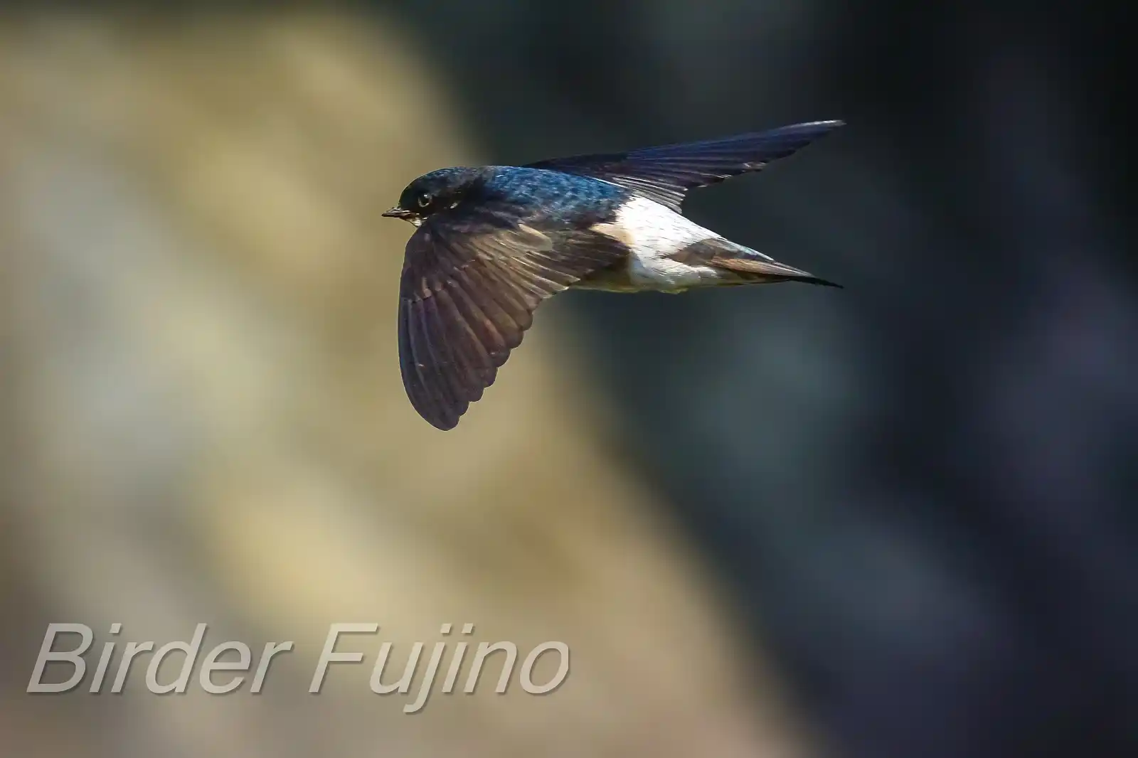 飛翔シーン撮影、野鳥・イワツバメの写真画像