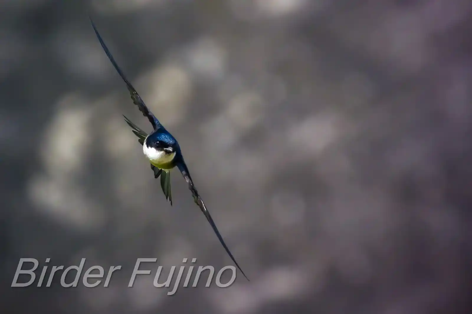 飛翔シーン撮影、野鳥・イワツバメの写真画像
