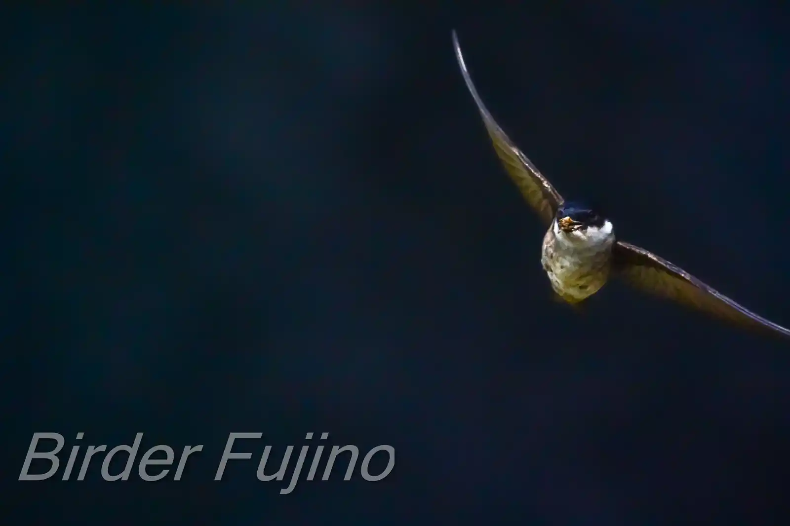 飛翔シーン撮影、野鳥・イワツバメの写真画像