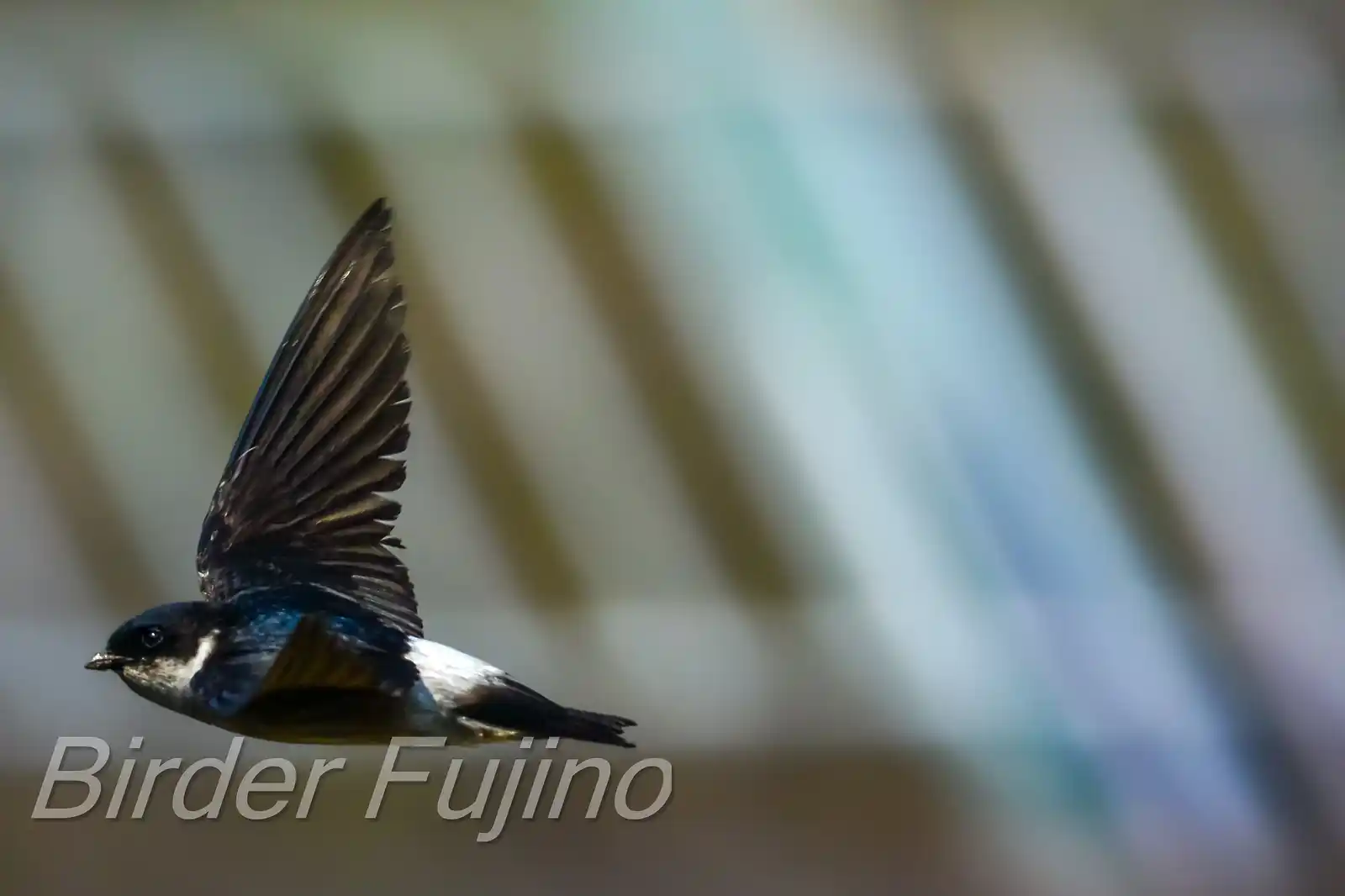 飛翔シーン撮影、野鳥・イワツバメの写真画像