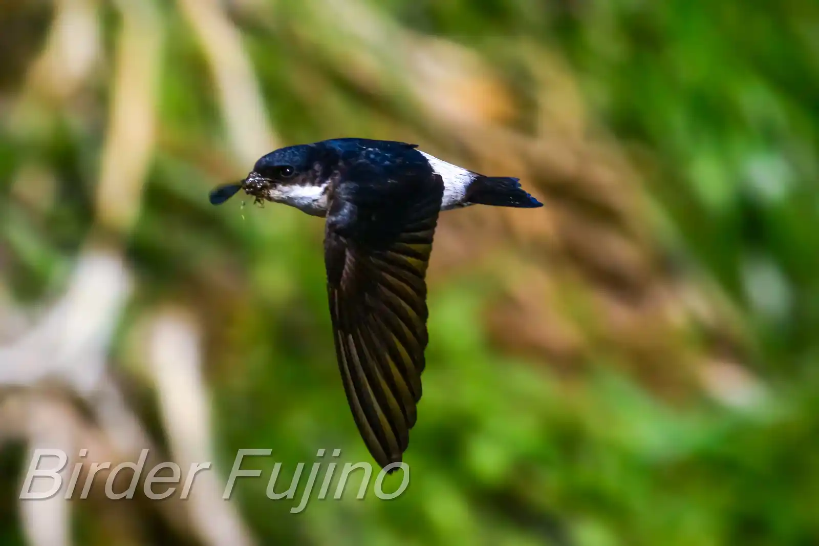 飛翔シーン撮影、野鳥・イワツバメの写真画像