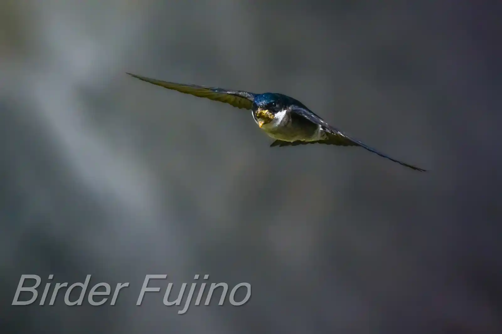 飛翔シーン撮影、野鳥・イワツバメの写真画像