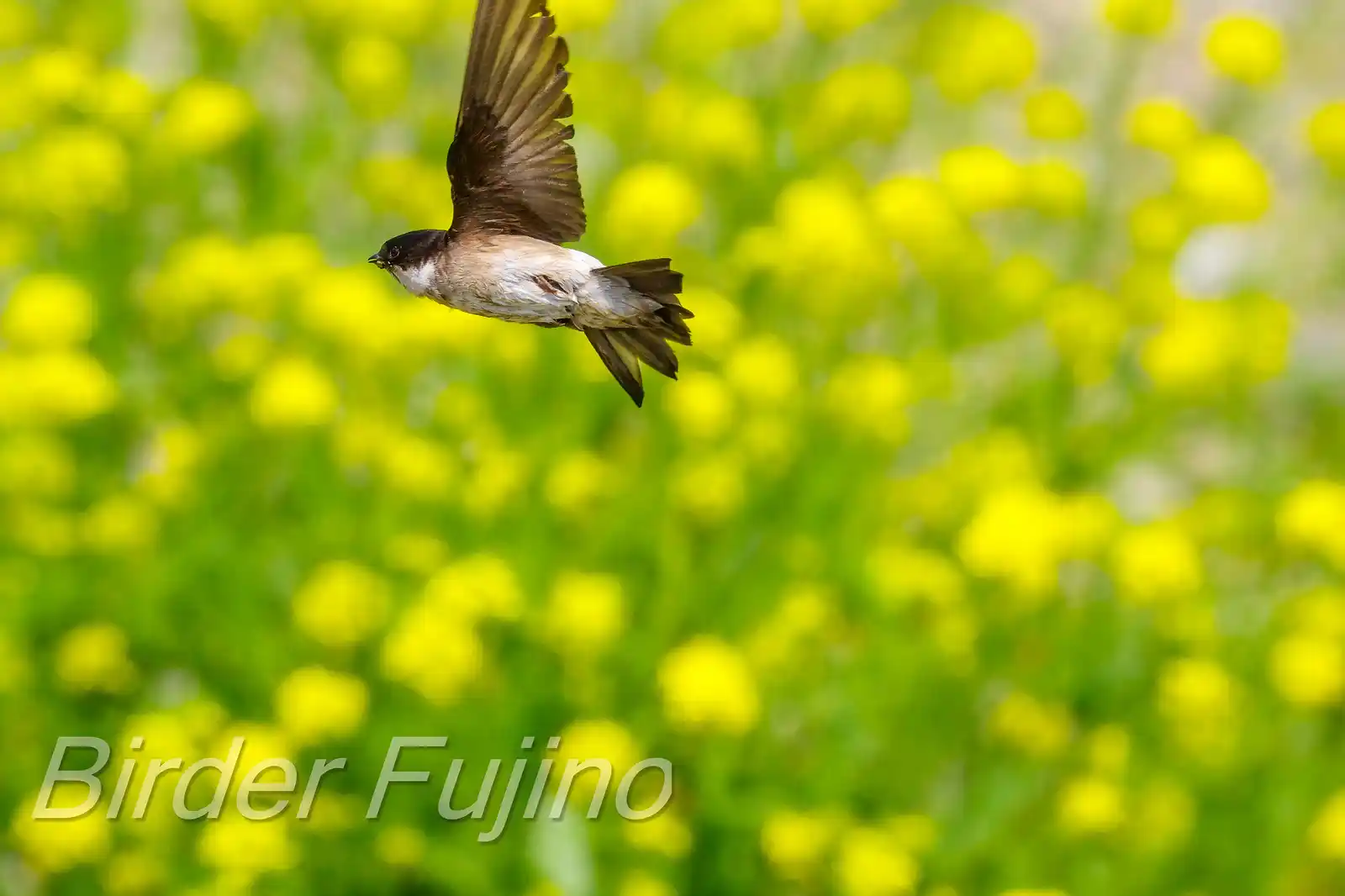 飛翔シーン撮影、背景の菜の花がきれいな、野鳥・イワツバメの写真画像