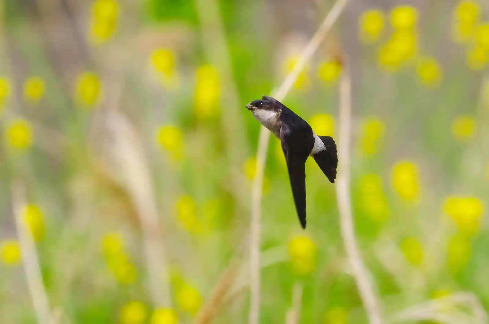 飛翔シーン撮影、背景の菜の花がきれいな、野鳥・イワツバメの写真画像