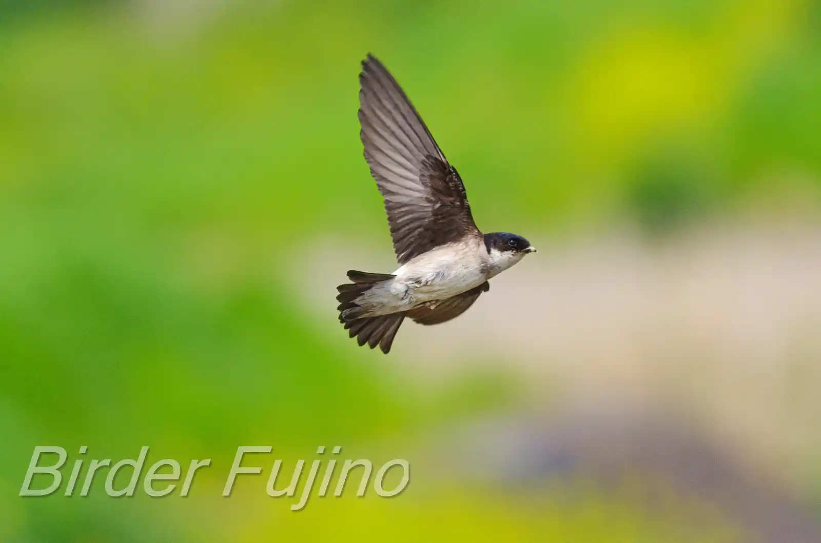飛翔シーン撮影、野鳥・イワツバメの写真画像