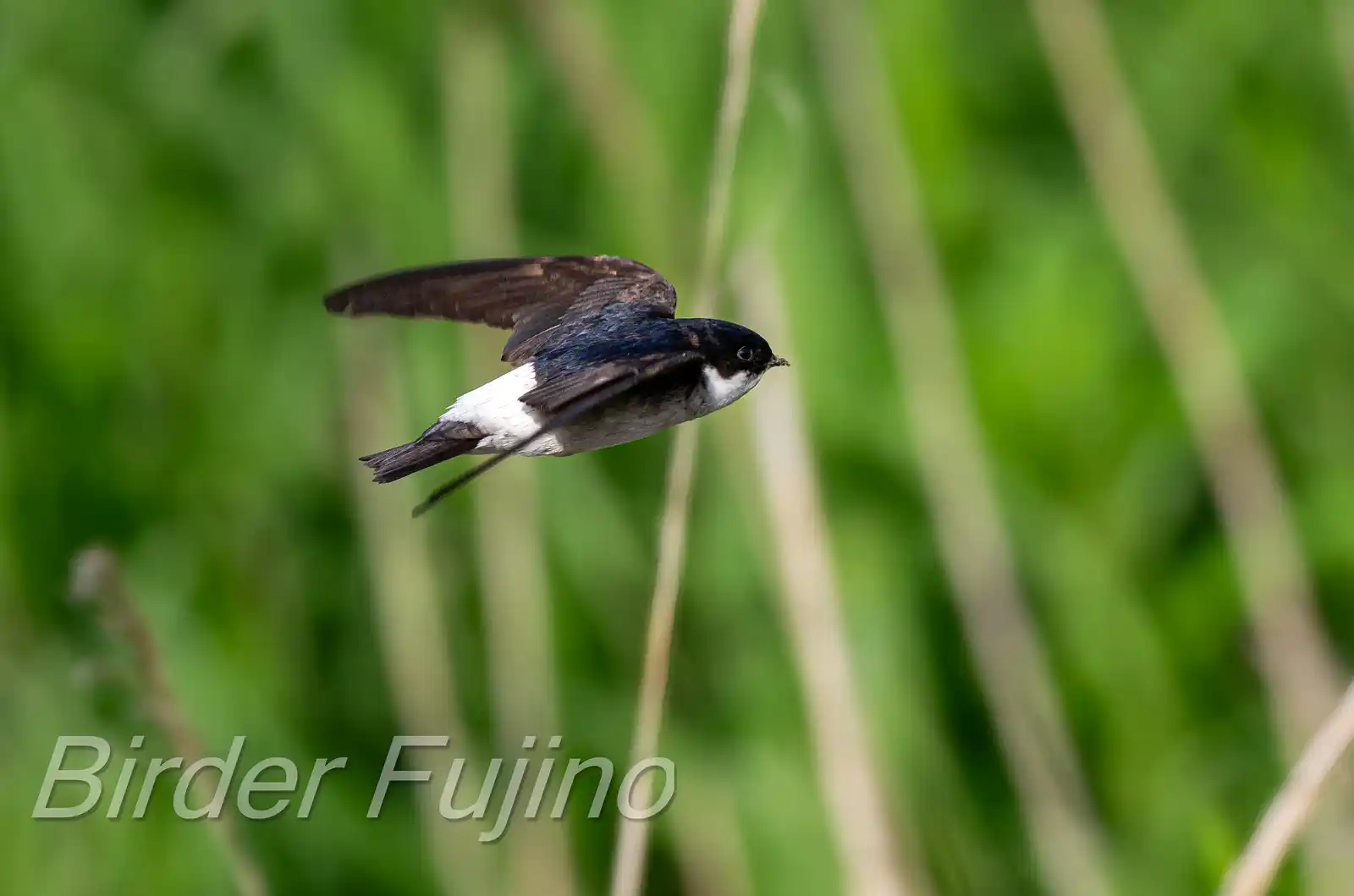 飛翔シーン撮影、野鳥・イワツバメの写真画像