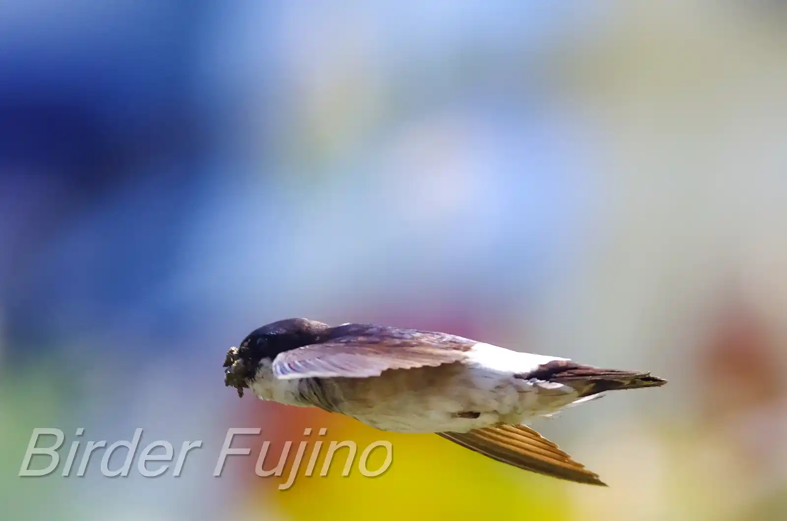 飛翔シーン撮影、野鳥・イワツバメの写真画像