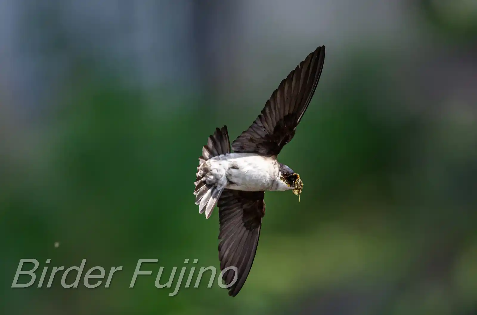 飛翔シーン撮影、野鳥・イワツバメの写真画像
