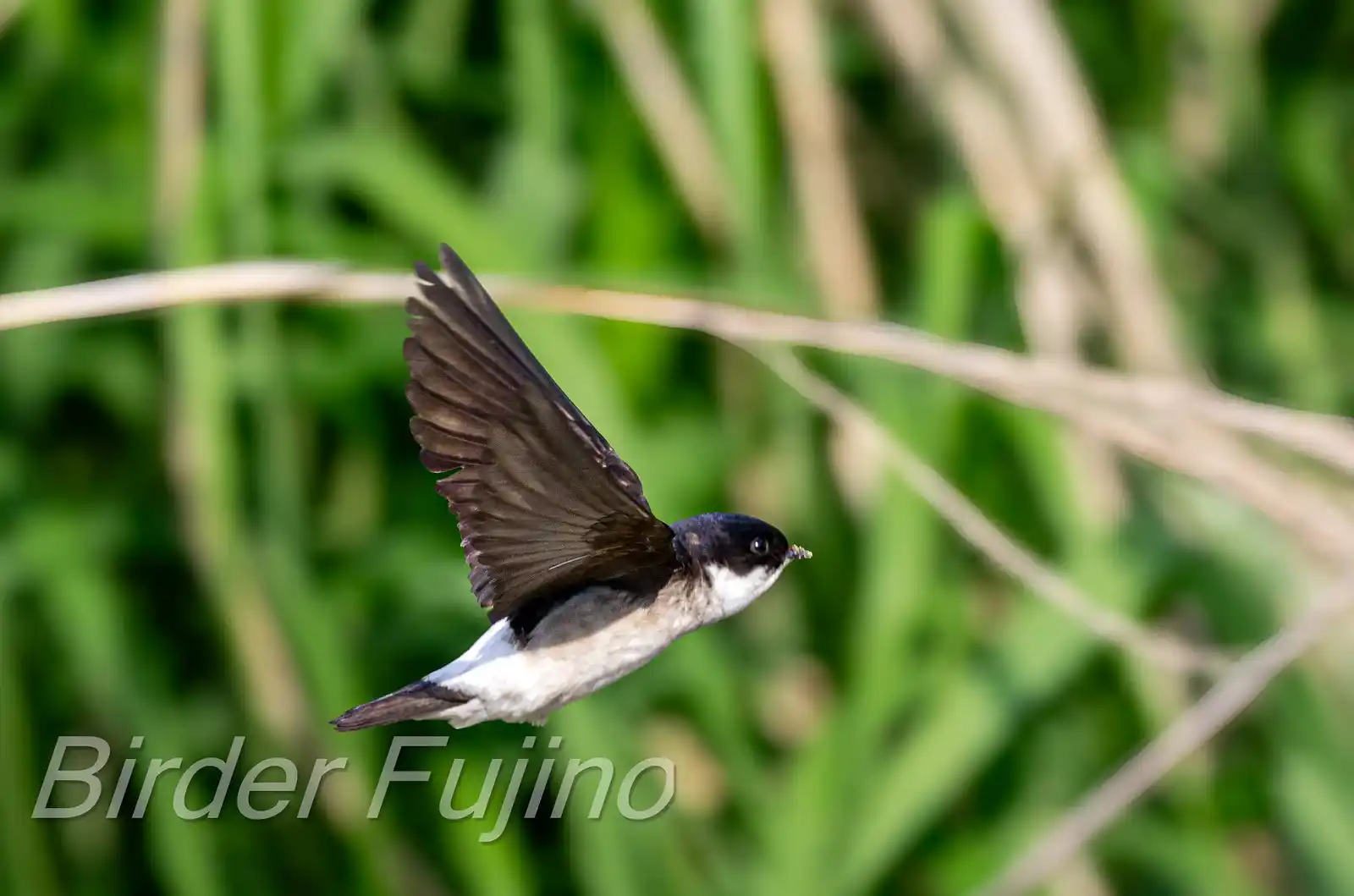 飛翔シーン撮影、野鳥・イワツバメの写真画像
