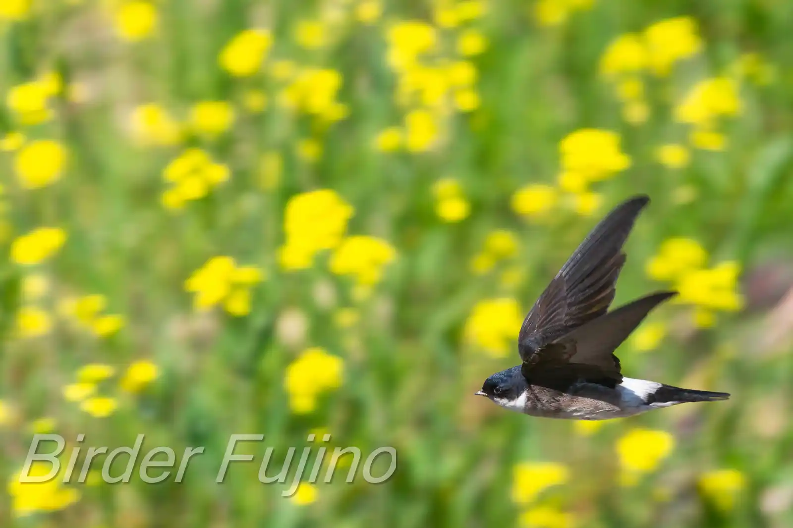 飛翔シーン撮影、野鳥・イワツバメの写真画像