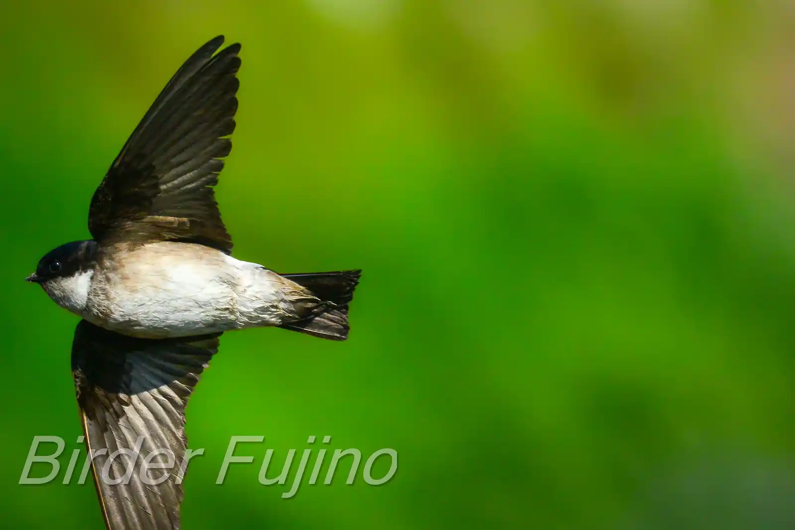 飛翔シーン撮影、水を飲みに来た、野鳥・イワツバメの写真画像