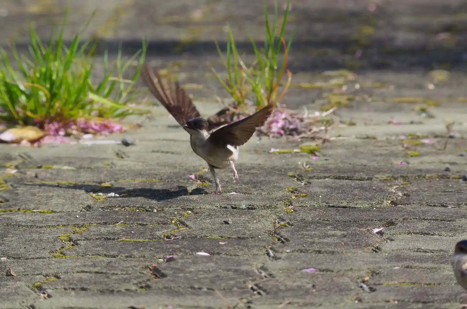 飛翔シーン撮影、水を飲みに来た、野鳥・イワツバメの写真画像