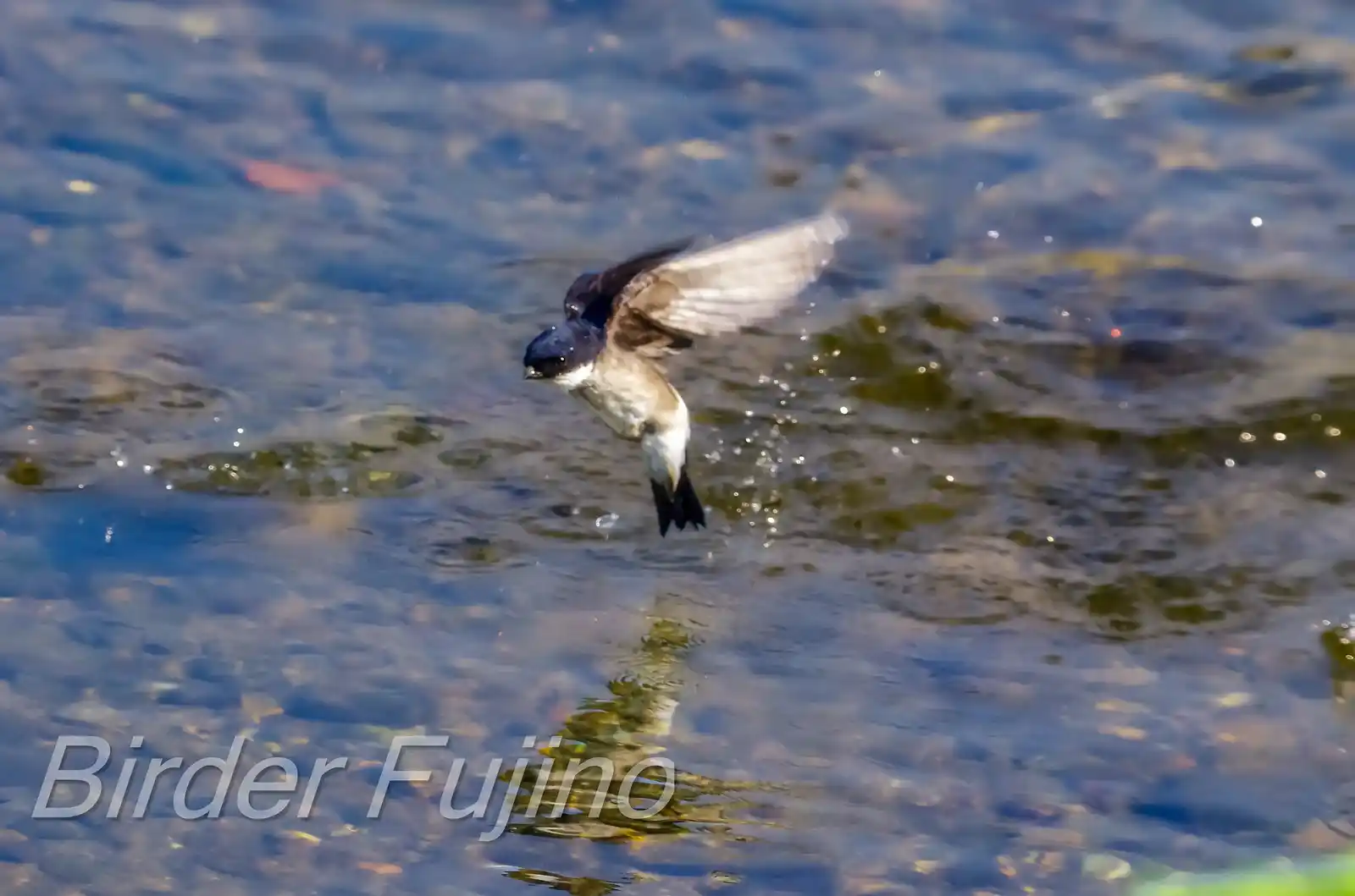 飛翔シーン撮影、水を飲みに来た、野鳥・イワツバメの写真画像