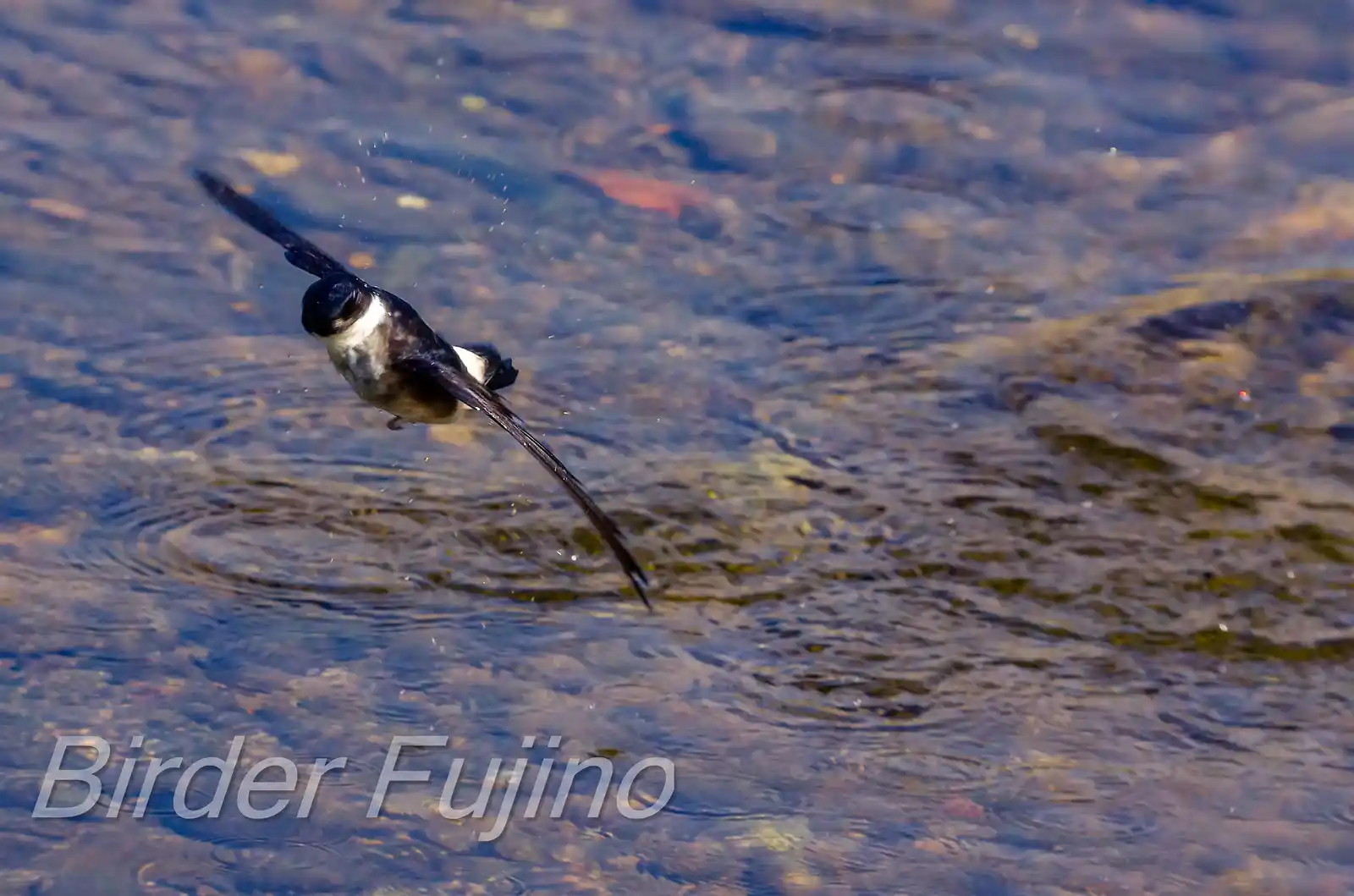 飛翔シーン撮影、水を飲みに来た、野鳥・イワツバメの写真画像
