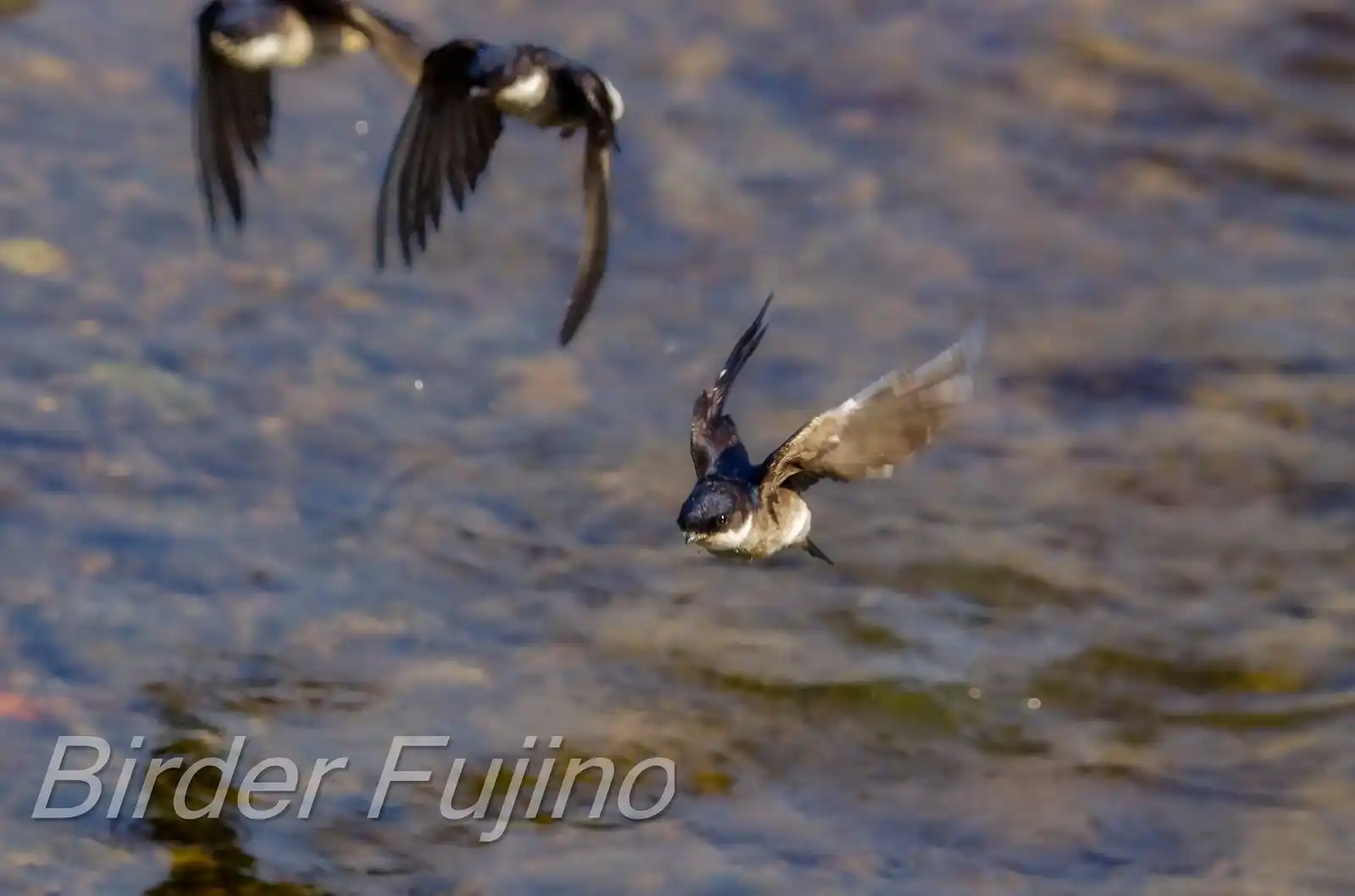 飛翔シーン撮影、水を飲みに来た、野鳥・イワツバメの写真画像
