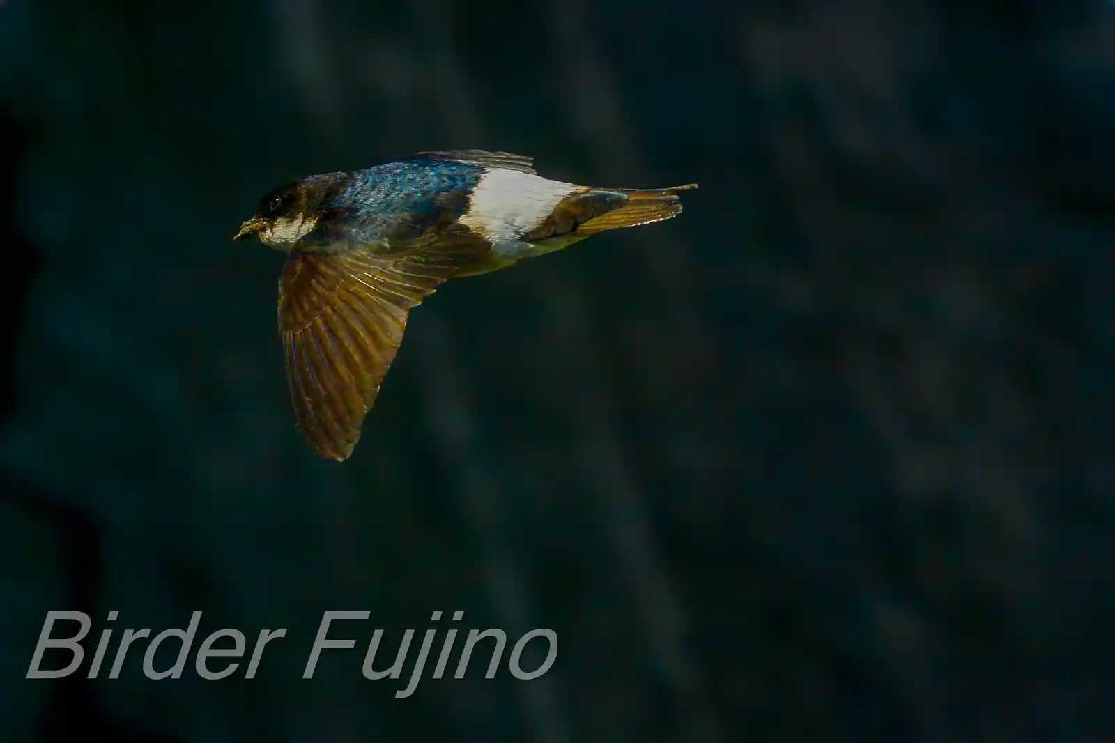 飛翔シーン撮影、背景の菜の花がきれいな、野鳥・イワツバメの写真画像