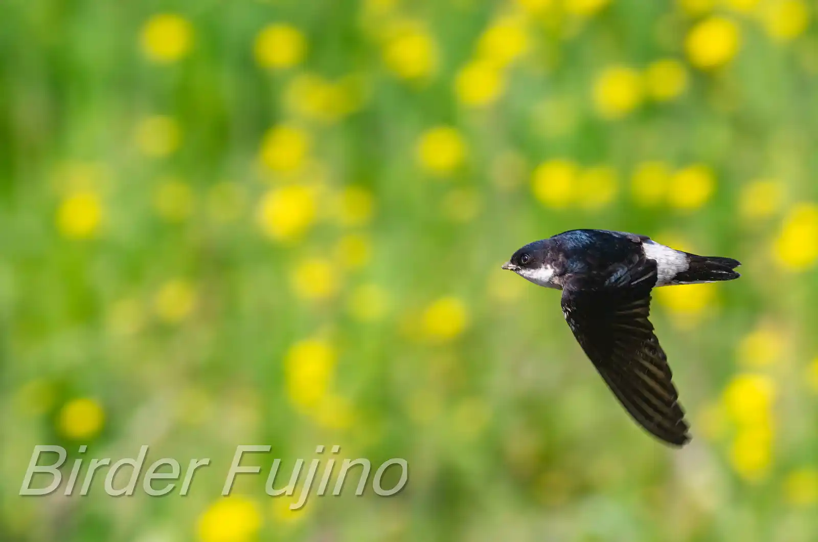 飛翔シーン撮影、背景の菜の花がきれいな、野鳥・イワツバメの写真画像