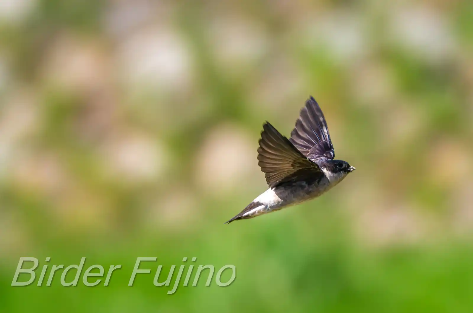 飛翔シーン撮影、野鳥・イワツバメの写真画像