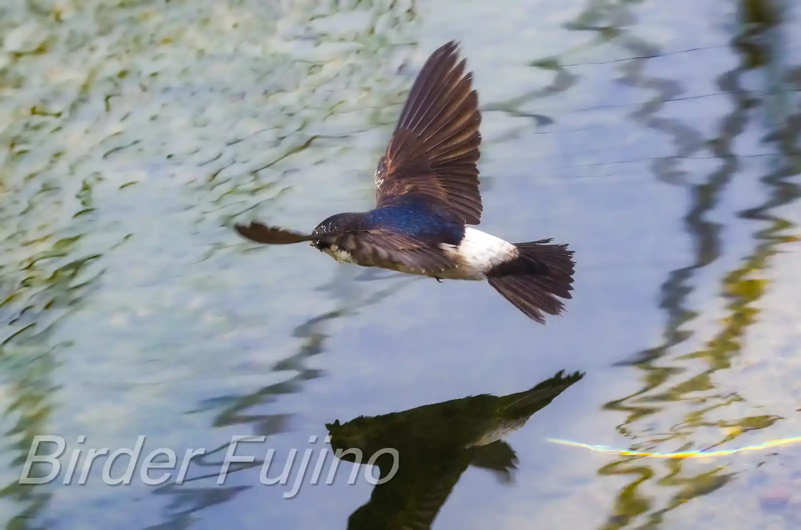 高解像飛翔写真、野鳥・イワツバメの写真画像