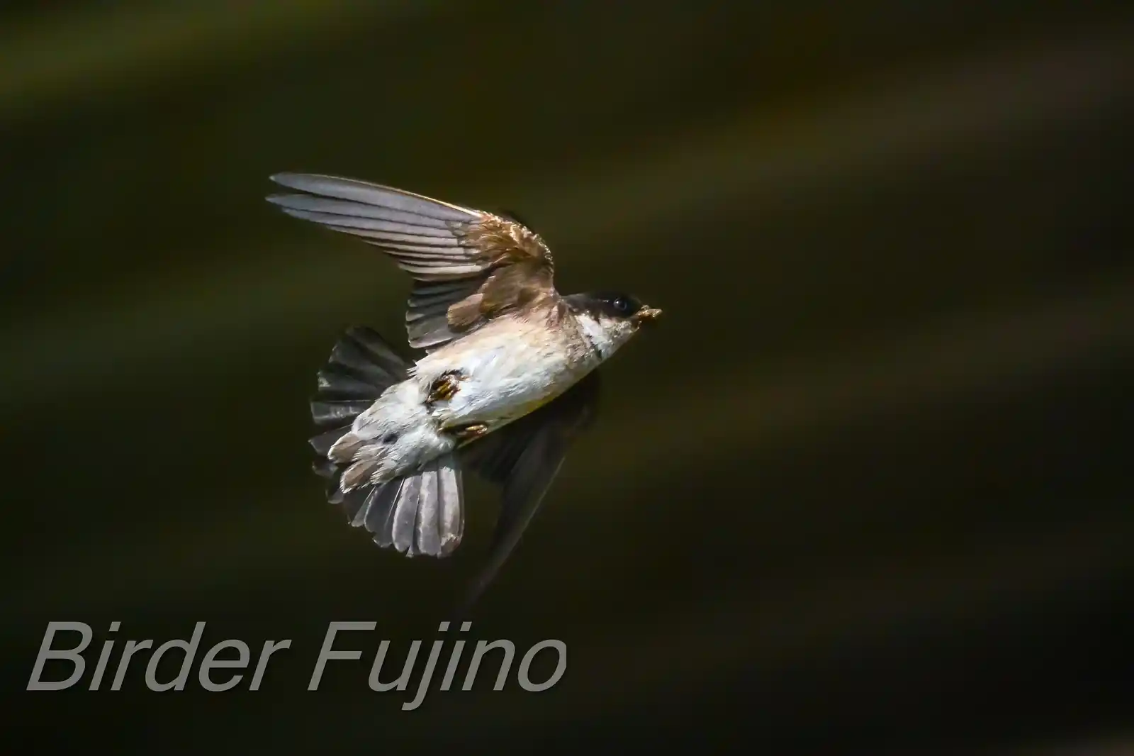 高解像飛翔写真、野鳥・イワツバメの写真画像