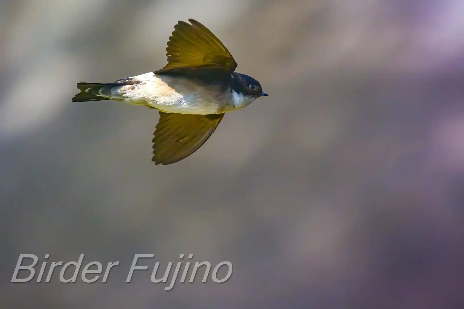 高解像飛翔写真、野鳥・イワツバメの写真画像