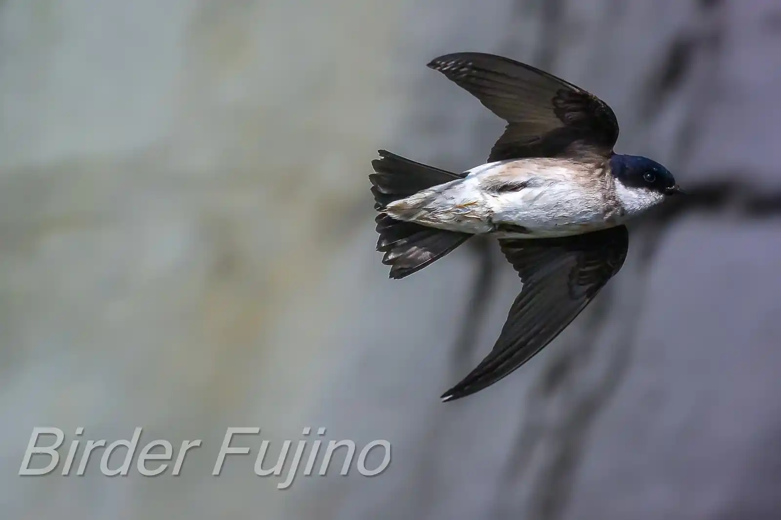 高解像飛翔写真、野鳥・イワツバメの写真画像
