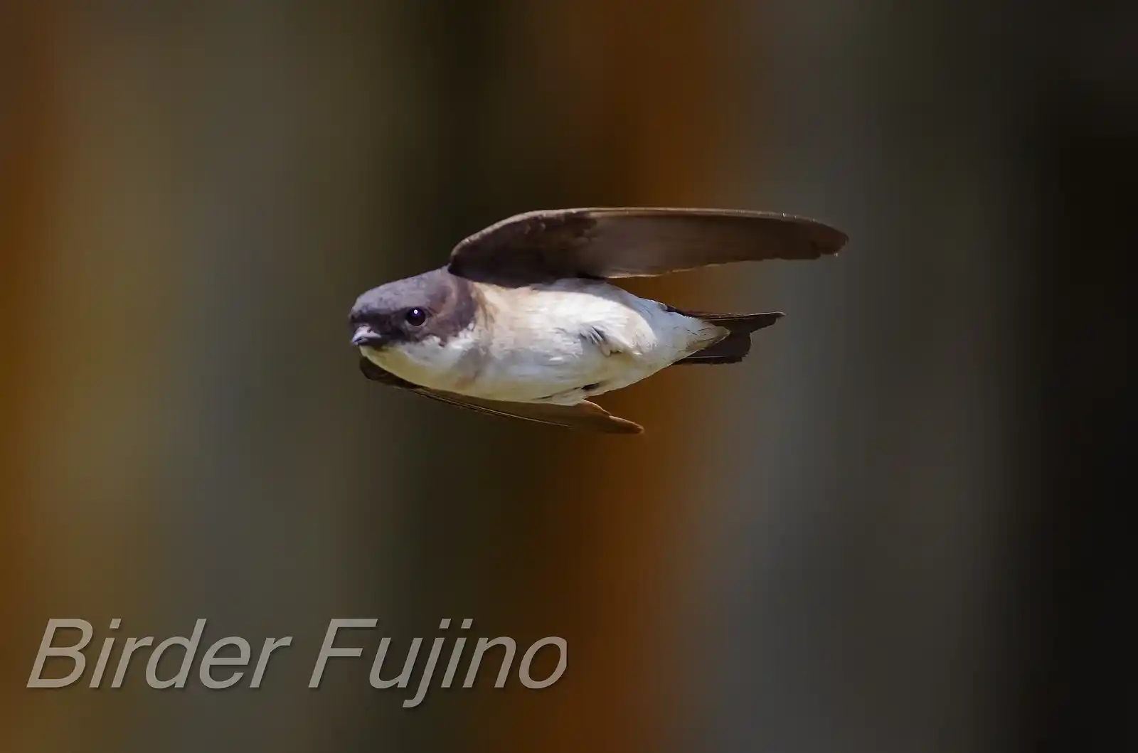 高解像飛翔写真、野鳥・イワツバメの写真画像