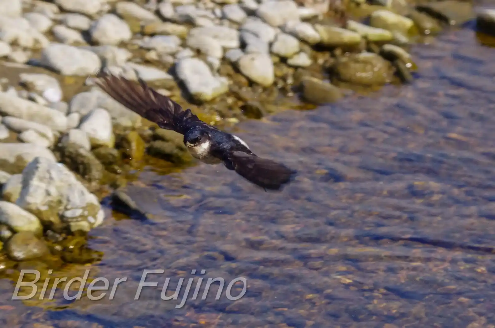 高解像飛翔写真、野鳥・イワツバメの写真画像