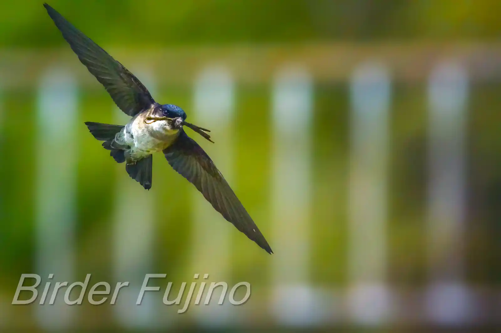高解像飛翔写真、野鳥・イワツバメの写真画像