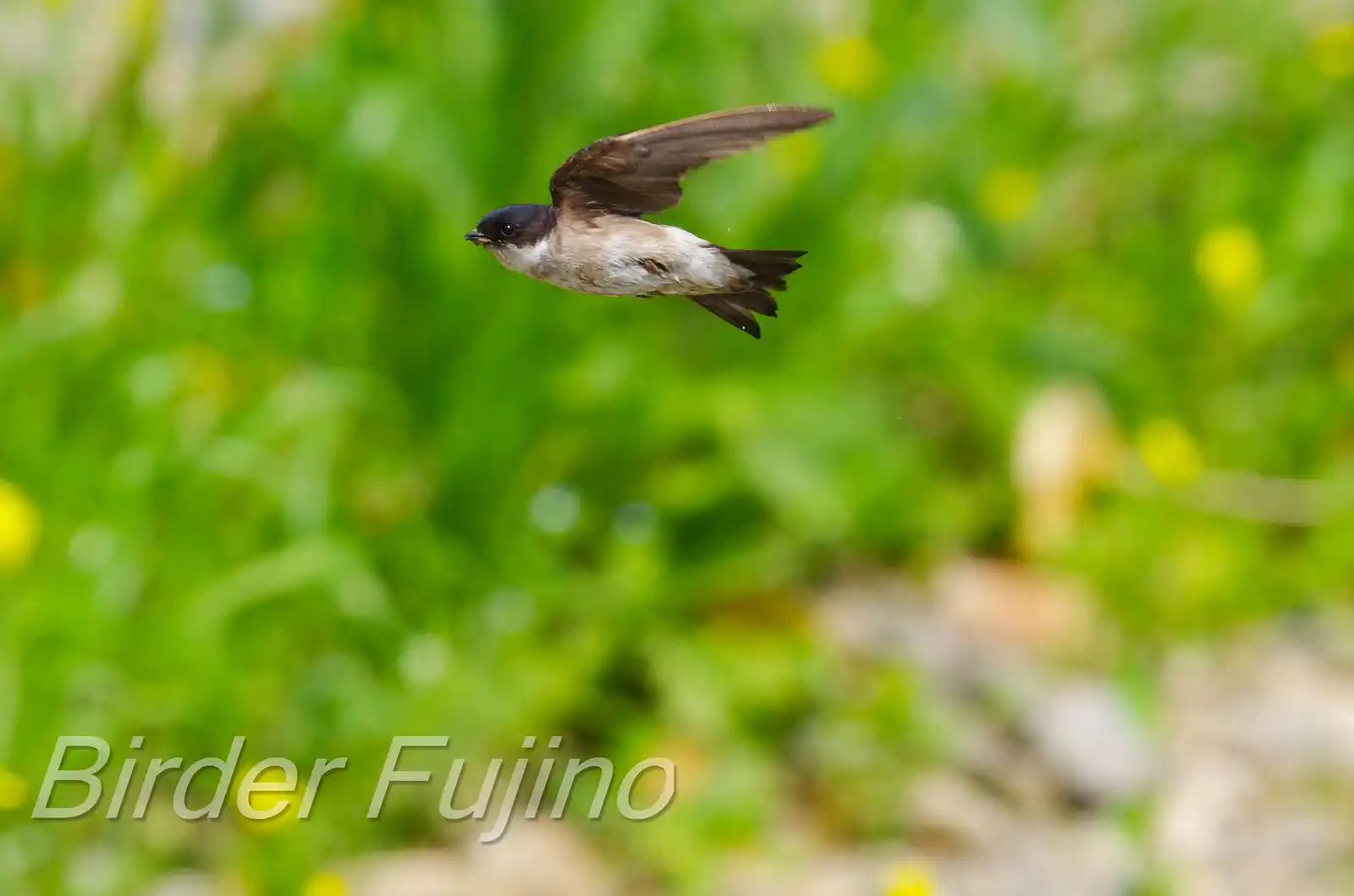 高解像飛翔写真、野鳥・イワツバメの写真画像