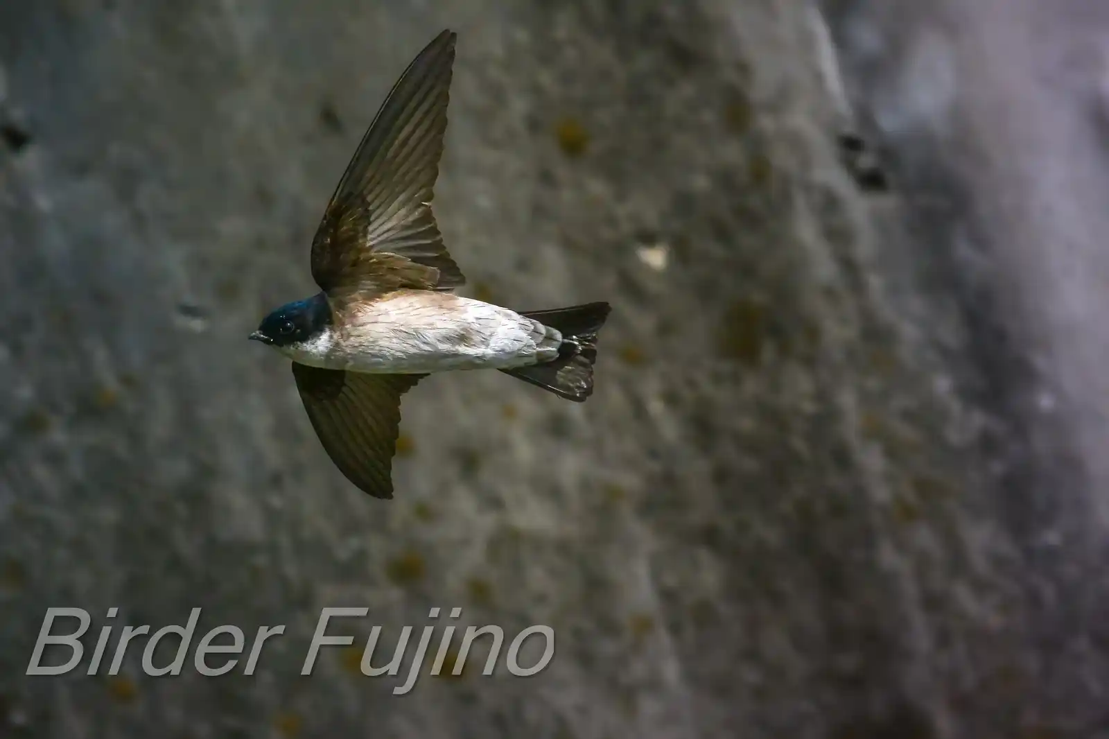 高解像飛翔写真、野鳥・イワツバメの写真画像