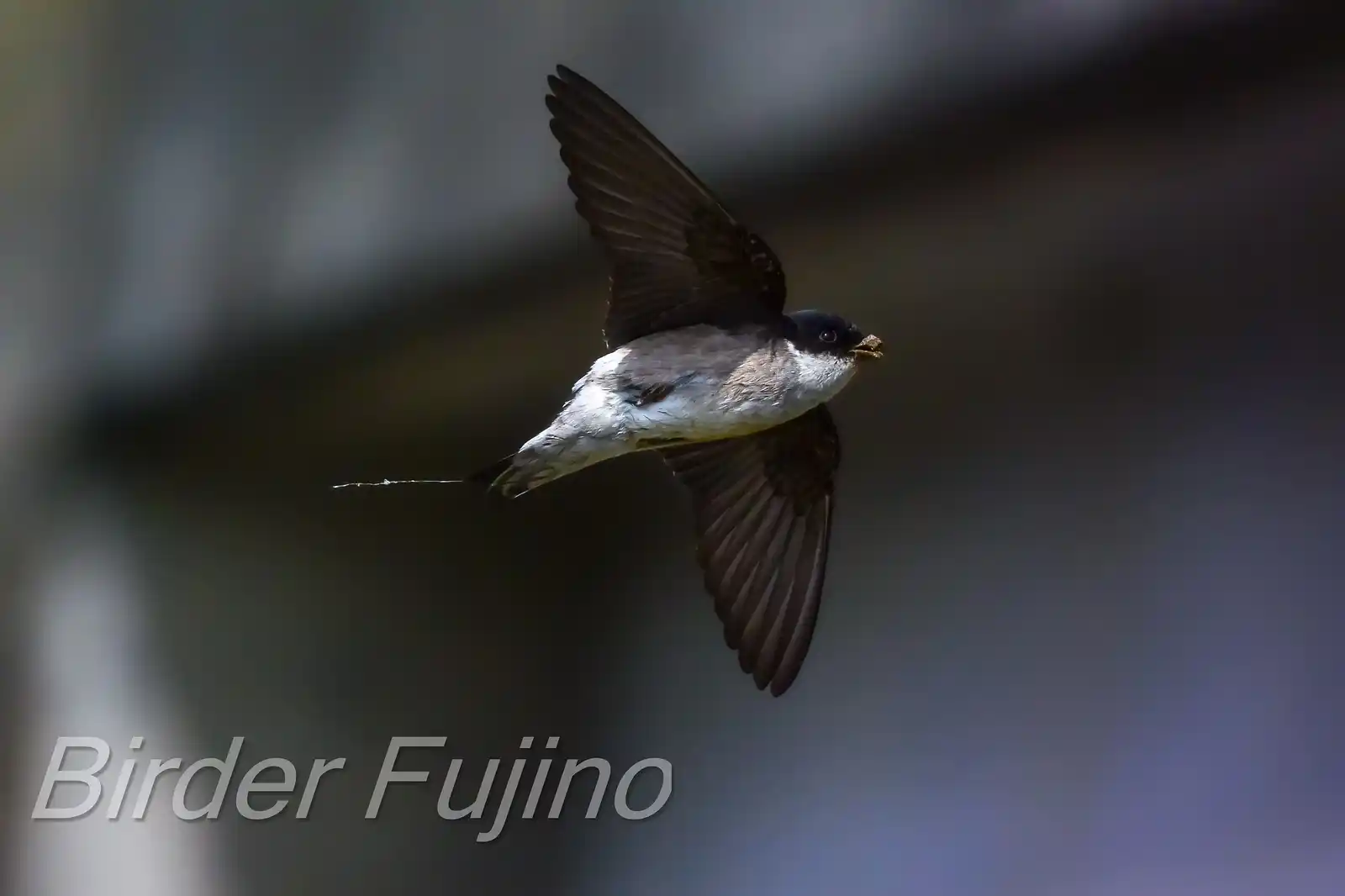高解像飛翔写真、野鳥・イワツバメの写真画像