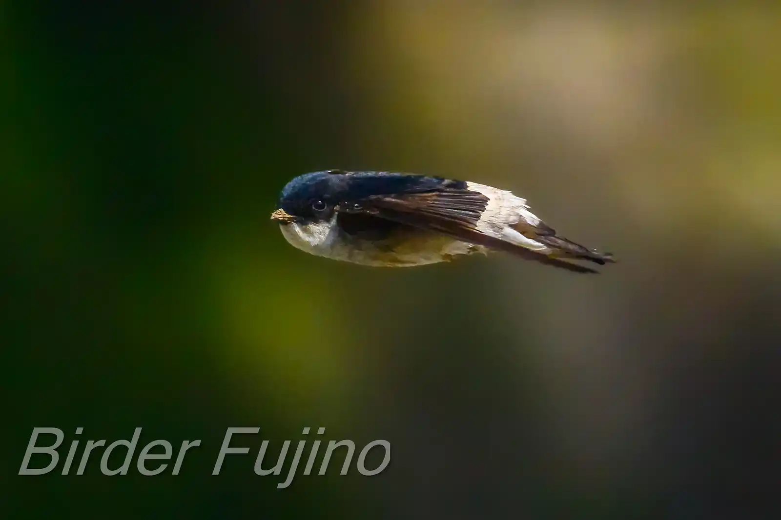 高解像飛翔写真、野鳥・イワツバメの写真画像