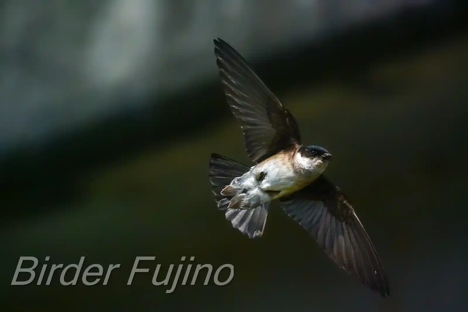 高解像飛翔写真、野鳥・イワツバメの写真画像
