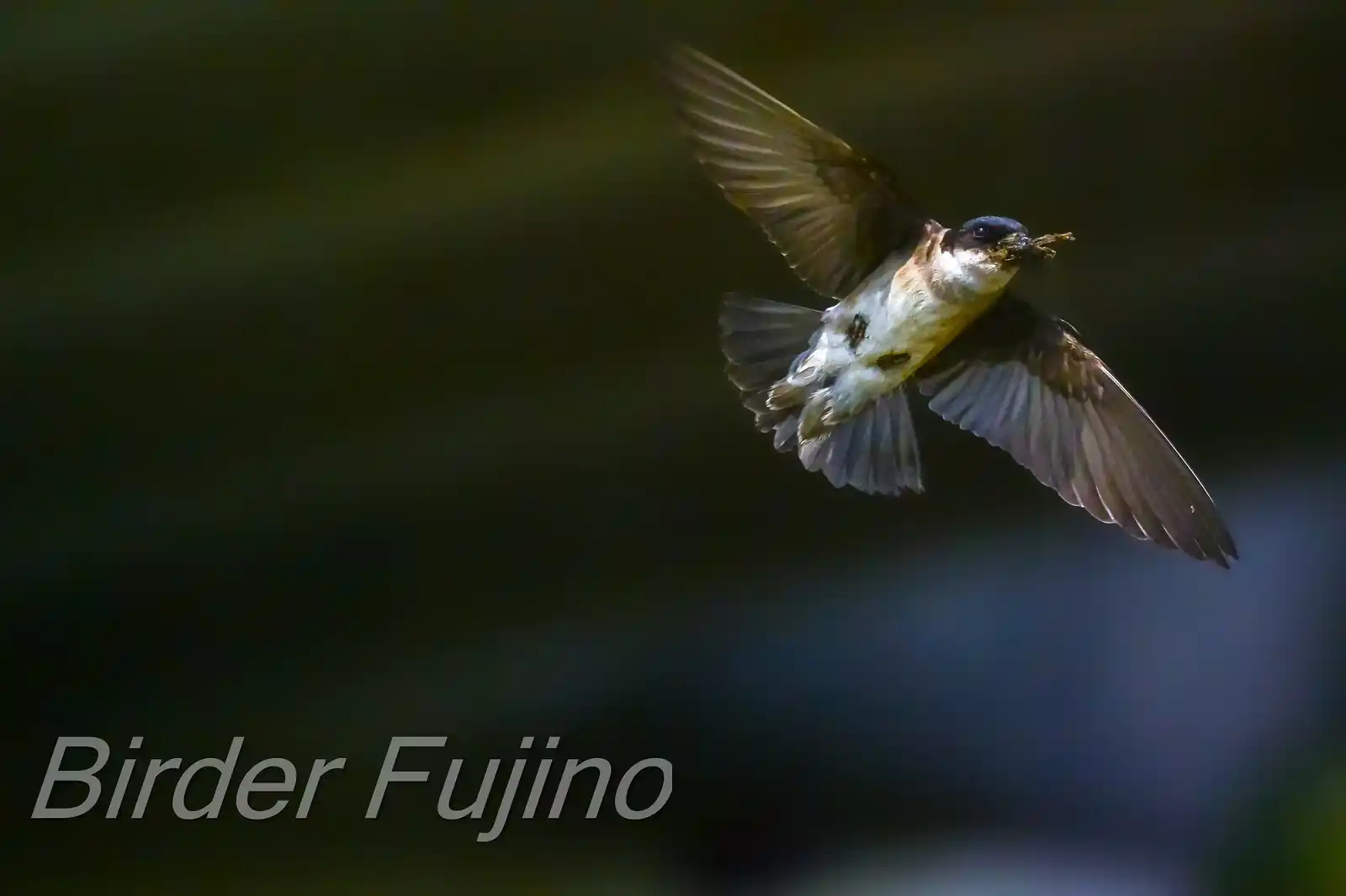 高解像飛翔写真、野鳥・イワツバメの写真画像