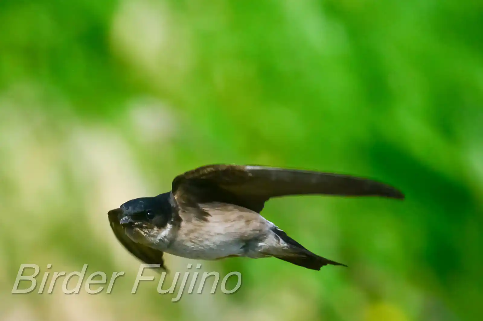 高解像飛翔写真、野鳥・イワツバメの写真画像