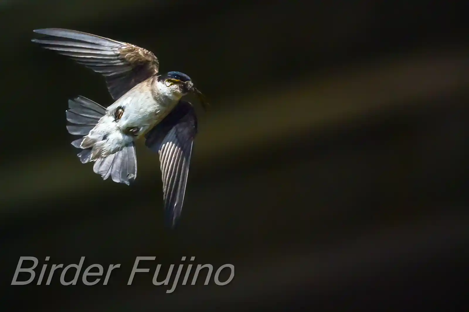 高解像飛翔写真、野鳥・イワツバメの写真画像