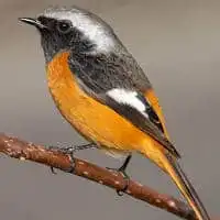 野鳥写真・ジョウビタキ