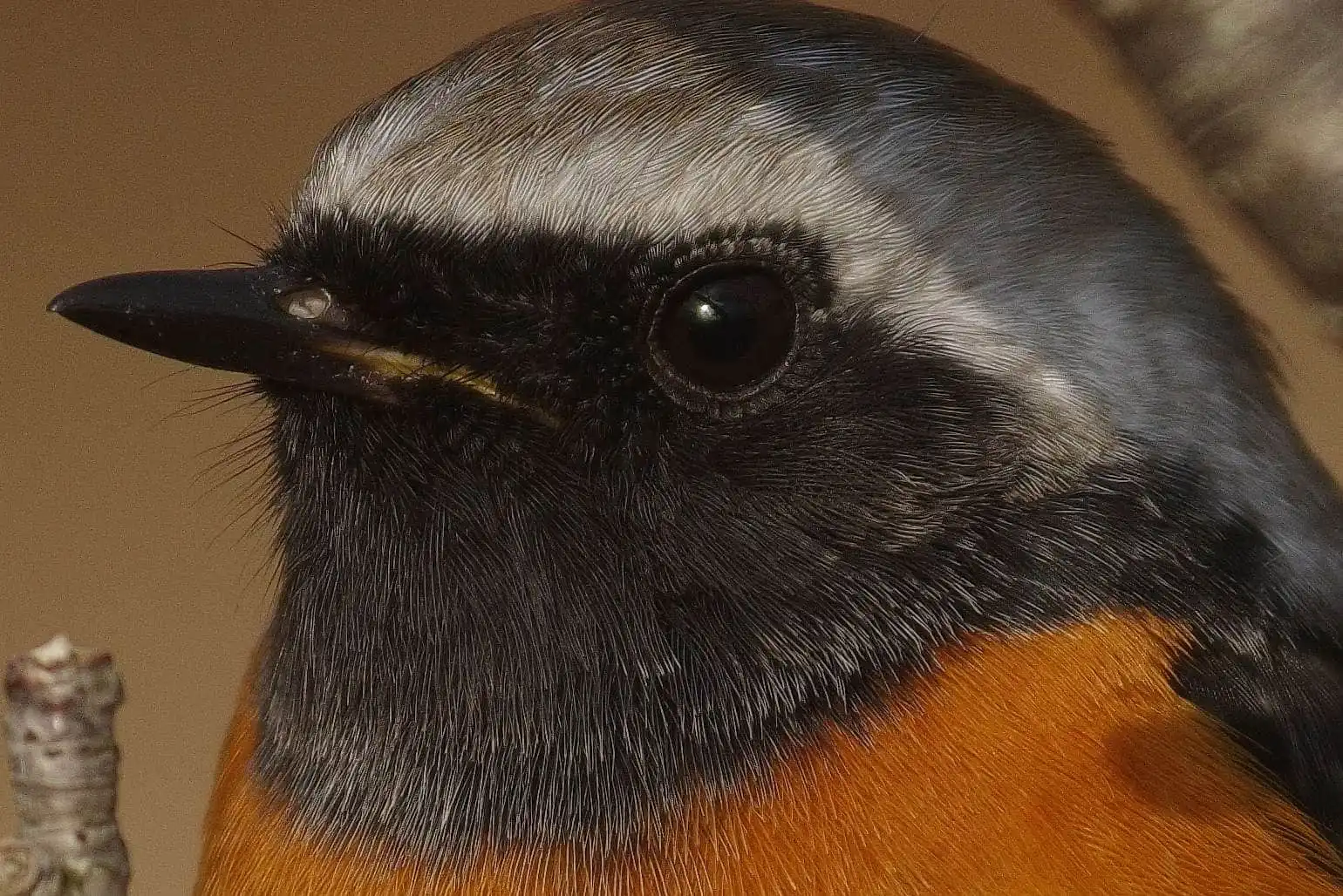 1540×1028ピクセル等倍画像。野鳥・ジョウビタキ(雄)の写真画像